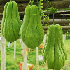 惠水佛手瓜 新鲜蔬菜 捧瓜 现摘现发5斤 坏果包赔 包邮